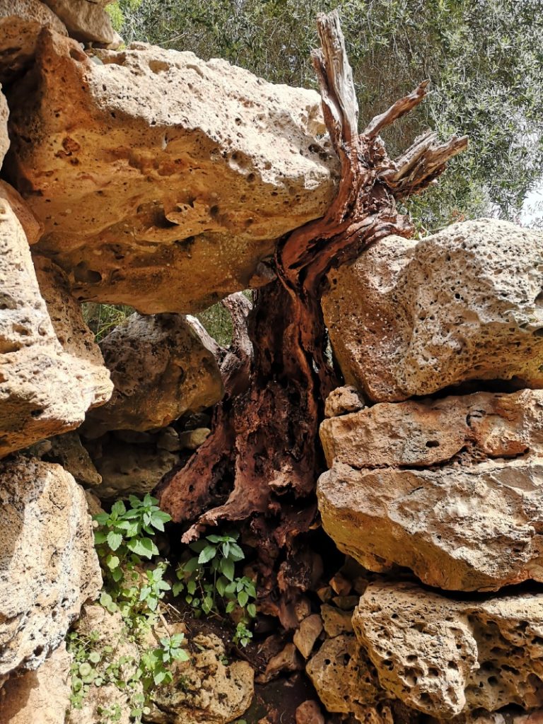 Arbol que se tuerce para pasar entre rocas hacia la luz / Arbre que es torça per passar entre roques cap a la llum